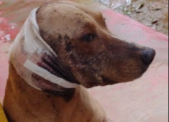 Atacó con machete a perritos en Oaxaca