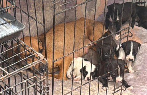 Maltrato animal en Ecatepec